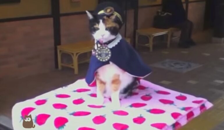 O pisică a ajuns şef de gară în Japonia şi a salvat o companie de la faliment