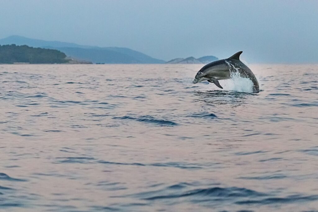 Primul sanctuar pentru delfini care au trăit în captivitate