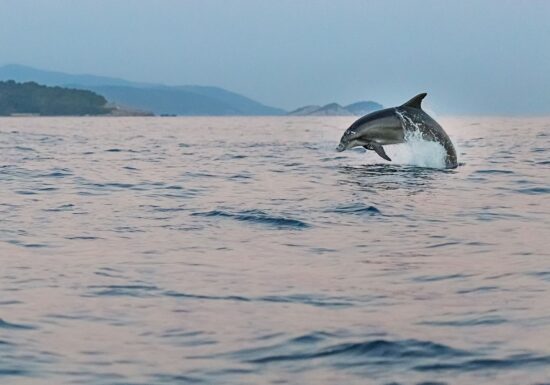 Primul sanctuar pentru delfini care au trăit în captivitate