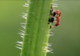 Distanțare socială dusă la extrem: Cum procedează furnicile sau albinele atunci când se îmbolnăvesc