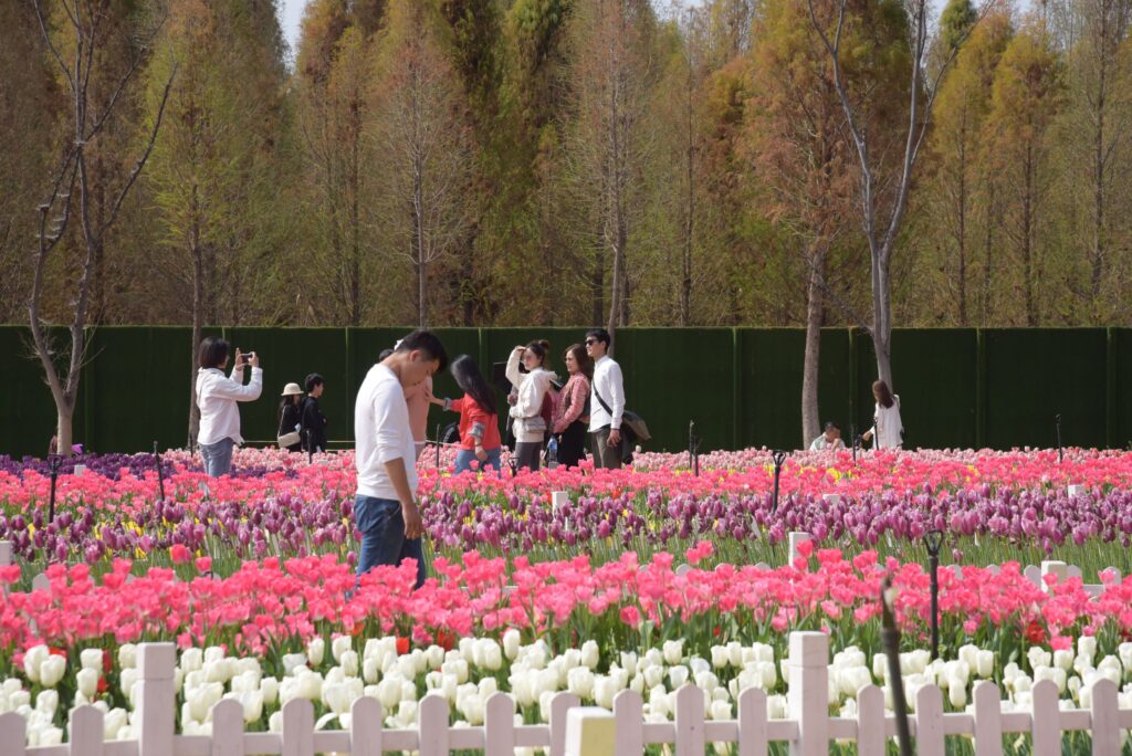 Tulip Festival in SW China