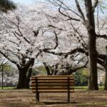 Spectacol al naturii în Japonia, dar și un semnal de alarmă. Cireșii n-au mai înflorit așa devreme din anul 812 (Galerie foto&Video)