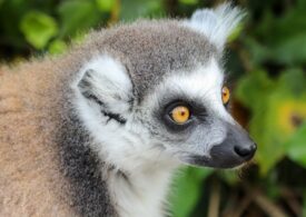 Un tânăr a furat un lemur de la Grădina Zoologică din Călărași