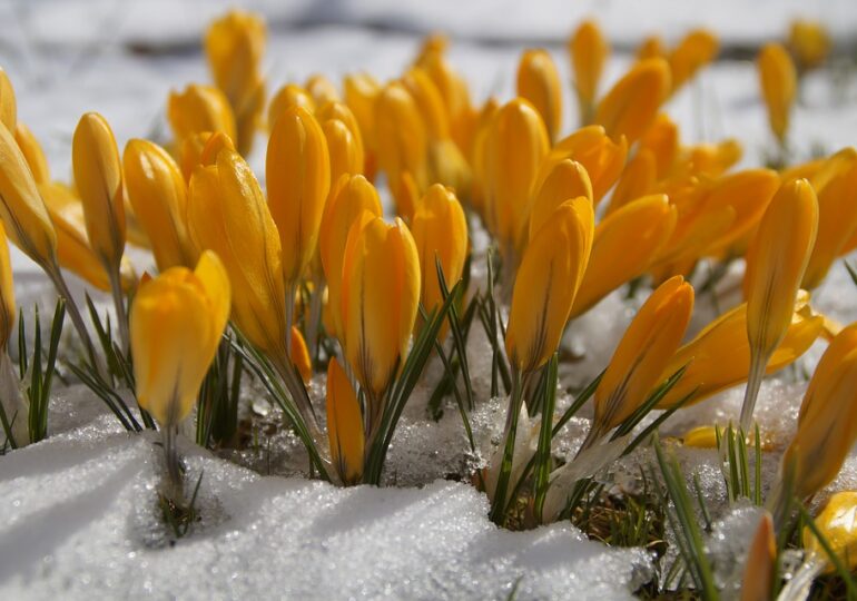 Cod galben şi portocaliu de ninsori și viscol! Cum va fi vremea în săptămâna 28 februarie – 6 martie