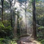 Defrişări record în ianuarie: au dispărut 430 de kilometri pătraţi de pădure amazoniană