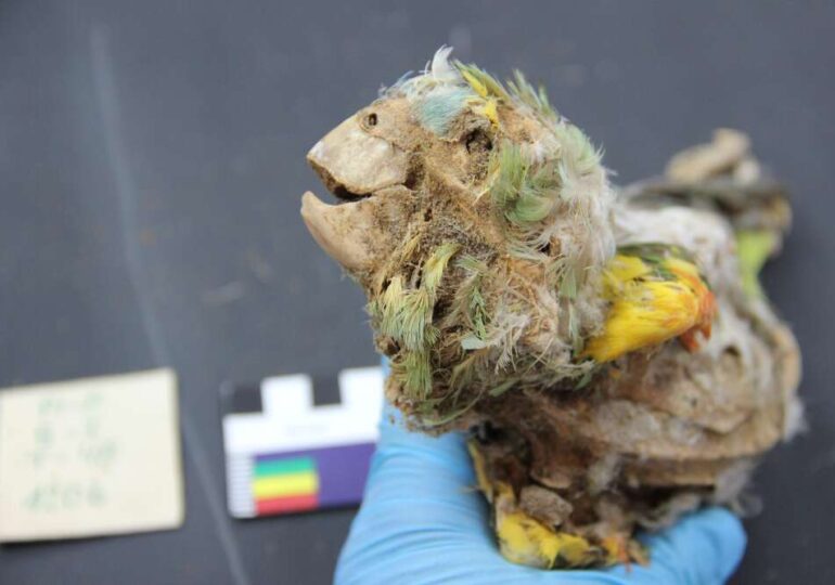 Papagali mumificați, găsiți la sute de kilometri depărtare de casă