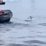 Sfârșitul neașteptat al unei urmăriri. Cum a scăpat cu viață un pinguin vânat de mai multe balene ucigașe (Video)