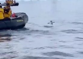 Sfârșitul neașteptat al unei urmăriri. Cum a scăpat cu viață un pinguin vânat de mai multe balene ucigașe (Video)