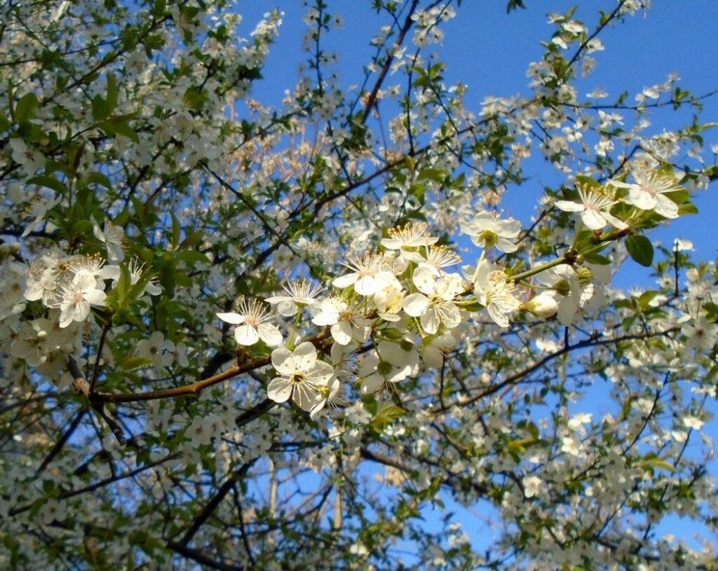 Temperaturi sub cele obișnuite, în această săptămână și de Paște. Unde va ploua și unde va ninge sâmbătă și duminică