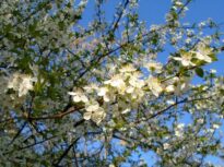 Temperaturi sub cele obișnuite, în această săptămână și de Paște. Unde va ploua și unde va ninge sâmbătă și duminică