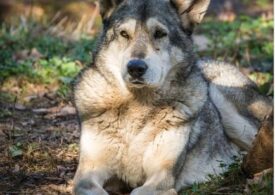 Primii lupi au fost domesticiți în Europa. Iată unde