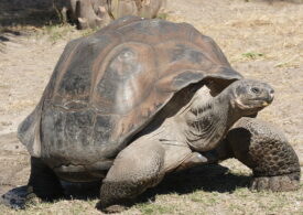 Victorie de proporții în Galapagos: 36 de țestoase din specii pe cale de dispariție au fost aduse acasă!