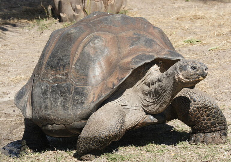 Victorie de proporții în Galapagos: 36 de țestoase din specii pe cale de dispariție au fost aduse acasă!