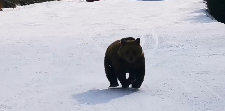 Un urs a apărut pe pârtia din Predeal: Un instructor a salvat grupul de schiori luându-se la întrecere cu animalul (Video)