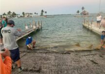 Cel mai mare pește-fierăstrău documentat vreodată a fost găsit pe o plajă din Florida
