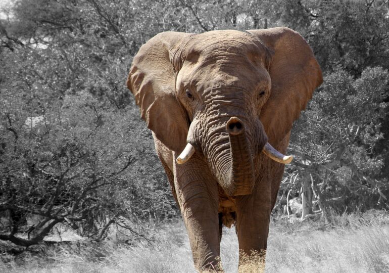 Un braconier a vrut să ucidă elefanți, dar a ajuns să moară strivit de aceștia