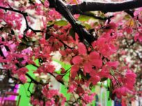 Vreme schimbătoare săptămâna viitoare. Începe cu temperaturi peste medie, după care se răcește accentuat și plouă