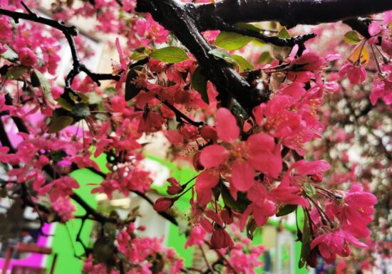 Temperaturi mult sub cele normale în minivacanța de 1 Mai. Când vine cu adevărat primăvara