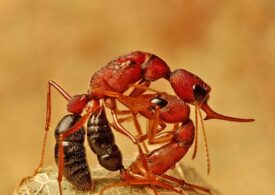 O specie de furnici este capabilă să-și micșoreze creierul. Iată în ce condiții