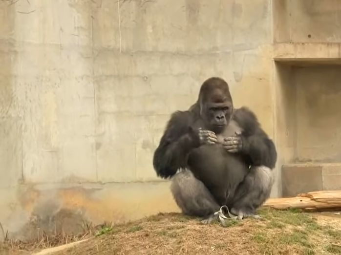 Gorilele care se bat cu pumnii peste piept nu ”se dau mari”. De fapt, gestul lor e cât se poate de onest