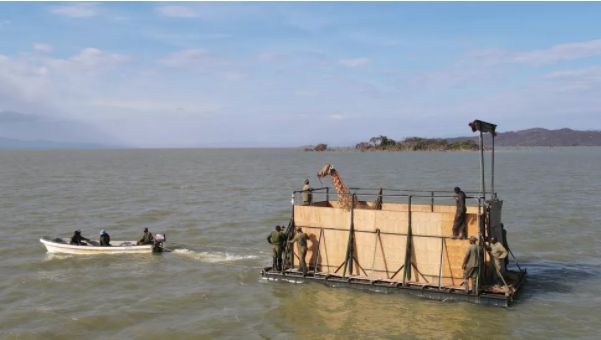 Operațiune de amploare pentru salvarea unor girafe de pe o insulă care se scufunda