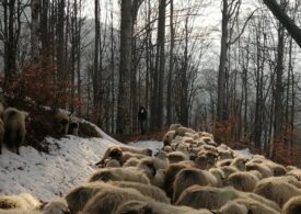 Intervenție inedită a salvamontiștilor din Vâlcea: Au salvat 200 de oi blocate pe un vârf montan (Foto)