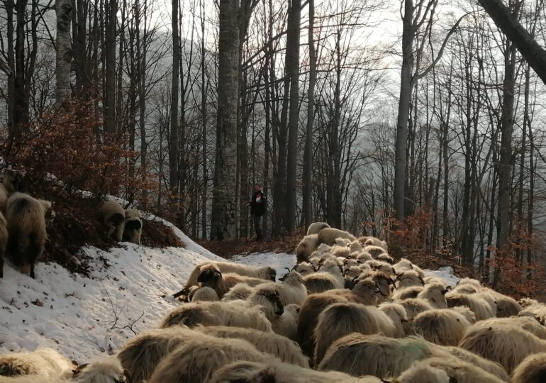 Intervenție inedită a salvamontiștilor din Vâlcea: Au salvat 200 de oi blocate pe un vârf montan (Foto)