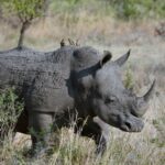 Pandemia a regenerat populația de rinoceri în Nepal. Niciodată în ultimii zeci de ani nu au fost atât de mulți!