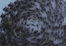Imagini uimitoare surprinse din dronă! De ce se mișcă renii în cercuri perfecte (Video)