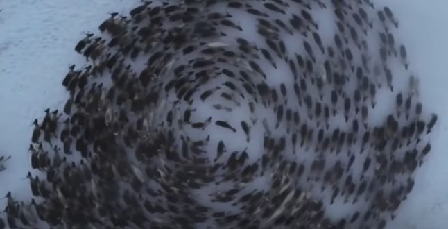 Imagini uimitoare surprinse din dronă! De ce se mișcă renii în cercuri perfecte (Video)