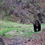 Ministrul Mediului promite că nu vor fi vânaţi urşii în pădure: Nu e niciun prinţ, nici rege, care vine o dată pe an să împuşte o raţă, o gâscă, un cerb, un urs