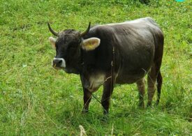 Algele roșii și bovinele – cum pot cele doua să reducă poluarea cu metan?