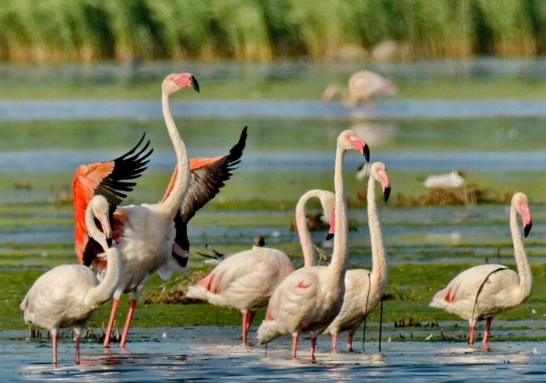 Păsările flamingo au fugit din Delta Dunării pentru că au fost hăituite continuu de turiști