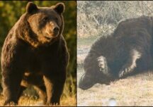 Ursul Arthur, o nouă victimă a corupției din România