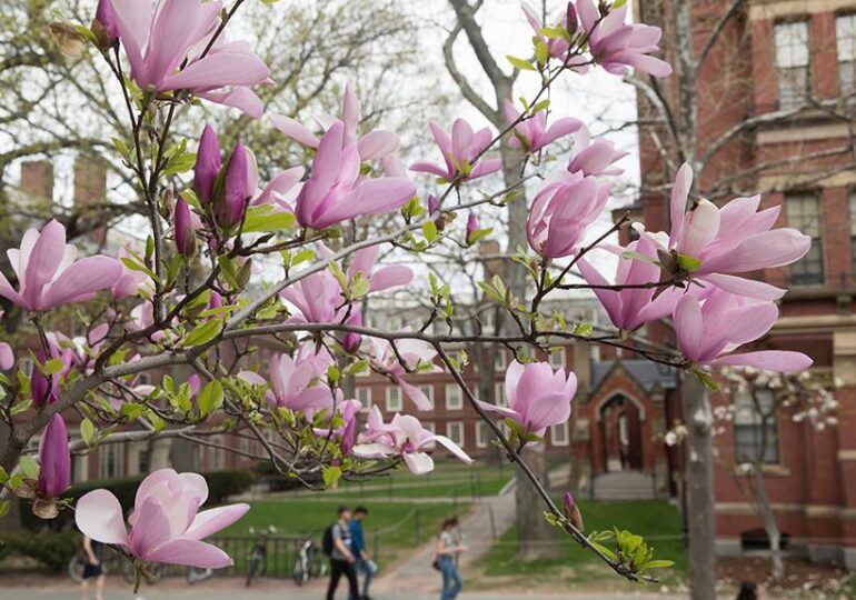 Universitatea Harvard nu mai primeşte studenţi nevaccinaţi în campus