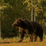 Televiziuni amendate de CNA pentru felul în care au prezentat cazul ursului Arthur: Spectacol ultranaţionalist, acuzaţii nedovedite