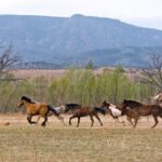 Măgarii și caii sălbatici fac ceva esențial pentru ecosisteme și biodiversitate