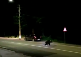 Opt urşi s-au plimbat noaptea trecută în Băile Tușnad, chiar şi prin faţa primăriei (Video)