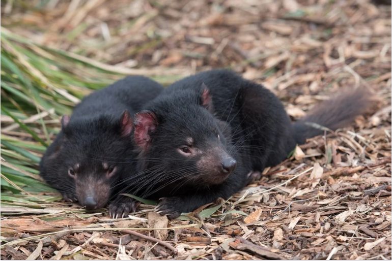 După 3.000 de ani, primii diavoli tasmanieni s-au născut în Australia continentală