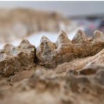 Zeci de fosile ale unor creaturi preistorice, descoperite întâmplător într-o pădure pietrificată