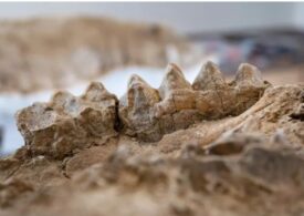 Zeci de fosile ale unor creaturi preistorice, descoperite întâmplător într-o pădure pietrificată