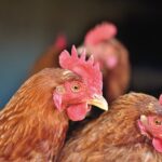 Primul deces la om din cauza gripei aviare de tip H5N2