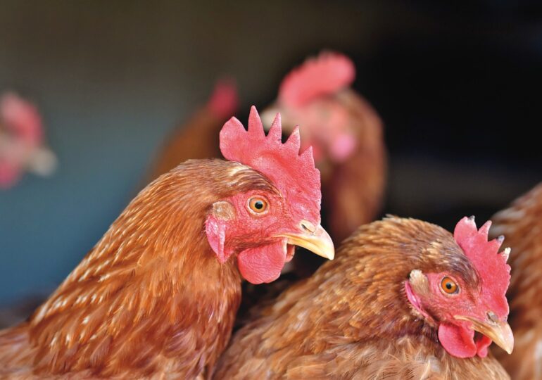 Focar de gripă aviară în România. Comerțul cu păsări vii a fost interzis pentru o lună