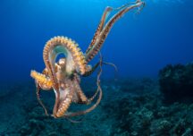 Lecțiile pe care le predă ”My Octopus Teacher”, filmul care a învins ”colectiv” la Premiile Oscar
