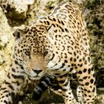 În SUA ar putea reveni jaguarii. De ce e o veste bună pentru natură