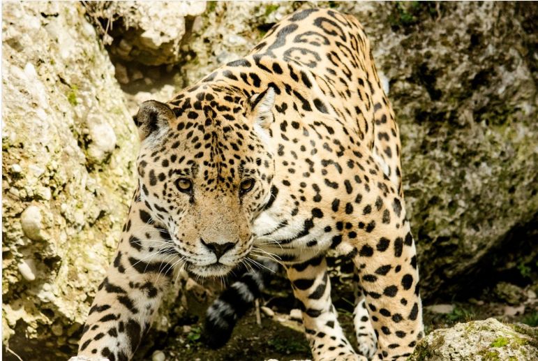 În SUA ar putea reveni jaguarii. De ce e o veste bună pentru natură