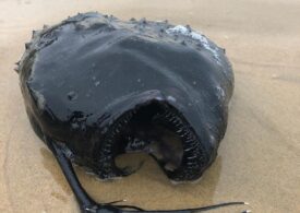 Un pește monstruos, care trăiește la o adâncime de un kilometru, a fost găsit eșuat pe o plajă din California