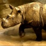 Veste bună legată de rinocerul de Sumatra, considerat pe cale de dispariție