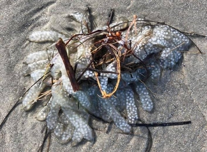 O viețuitoare ciudată și plină de buline a fost găsită eșuată pe o plajă americană. Misterul a fost dezlegat