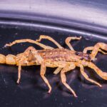 O angajată a unui supermarket din Constanța a fost muşcată de un scorpion care se afla într-o ladă de căpşuni